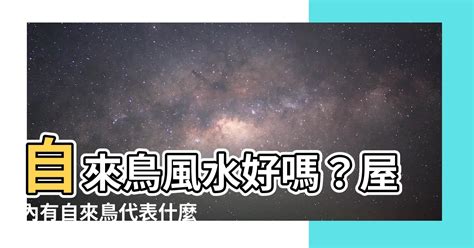 自來鳥|【自來鳥 風水】自來鳥風水好嗎？屋內有自來鳥代表什麼？